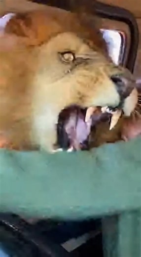 Lion suddenly attack on safari car she is very scared #shorts
