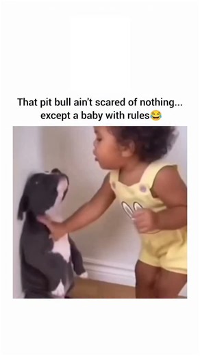 tiskopetra on Instagram: "This instagram reel shares a 15-second AI-generated video of a toddler in a yellow outfit sternly gesturing and "lecturing" a attentive pit bull puppy against a wall, captioned to humorously portray the dog's rare fear of the child's "rules," amassing 32,000+ likes in under 24 hours. Originating from a Facebook page five days prior, the video is explicitly labeled 100% AI-created for family entertainment, with fictional scenes designed to evoke cuteness and laughs, as c