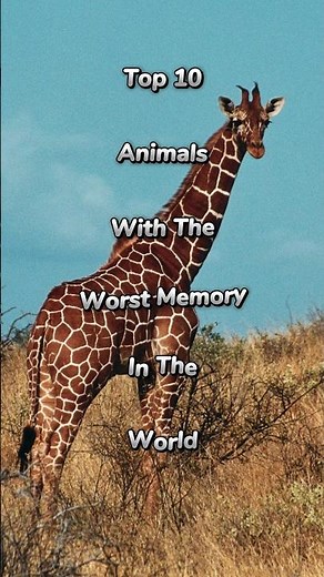 Top 10 animals with the worst memory in the world #animals #animal #youtubeshorts #wildlife