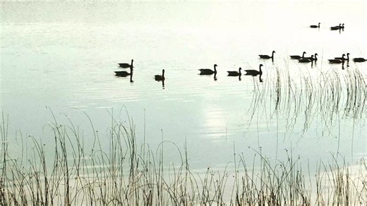 Lets relax and watch the Geese on Sunday Lake, Wakefield, Michigan | Life's Simple Truths