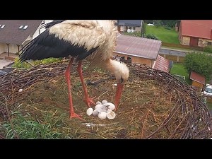 Čápi Mladé Buky | Líhnutí čápátek Bukáčka a Betynky | Hatching of the chicks of Bukacek and Betynka