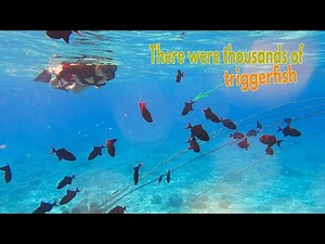 Best Snorkeling in the World - the Maldives