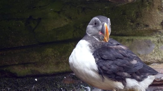 Duck, Mother Duck, Ducklings