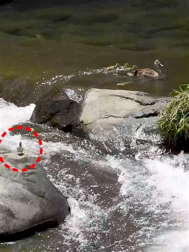 Duckling's Survival Lessons: A Mother's Guide