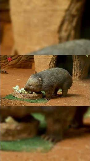 Real Wombat Sounds | High Quality | Strange Wombat Sound Experience! | 4K #shorts