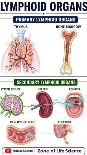 Primary and Secondary Lymphoid Organs. #immunology #neetbiology #rpsc1stgrade #biologyexam #zoology