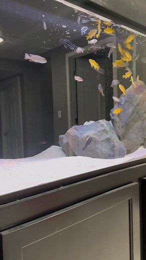 Feeding the 180 Gallon African Cichlid Tank! #water #plants #fish #hobby #aquarium | Holistic Health Heroes