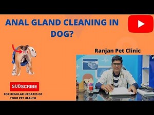 Anal gland cleaning in Dog.How to do it at ur home ?