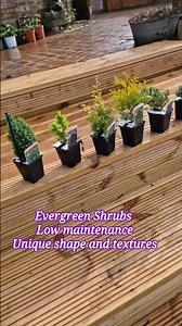 8 Dwarfs Conifer trees 🌳 | Conifer Collection Small plants Evergreen Shrubs