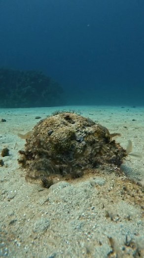 Last day of diving diving in Roatan. Tons of fun things to see . . . . . #scuba #rebreathers #htx #htown #PADI #girlsthatscuba #girlsthattechdive #Houston #Texas #underwater #scubapro #cressi #extremesports #scubadiving #underwaterphotography #photography #garmin #divecomputer #shearwater #mk25 #SANTI #SSI #suunto #mareshorizon #divextras