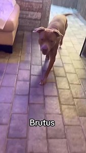 3.3K views · 643 reactions | ADOPTABLE DOGS  Any questions dm me and...