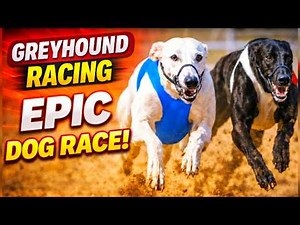 Top Greyhound Racing Moments: Fast Dogs in Action