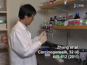 Chromosomics: Detection of Numerical and Structural Alterations in All 24 Human Chromosomes Simultaneously Using a Novel OctoChrome FISH Assay