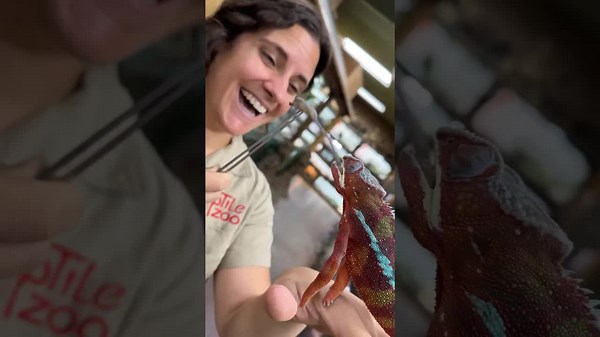 Chameleon snatches worm with his tongue?