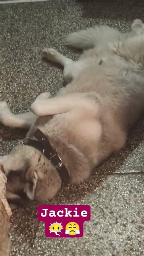 Koi follow nhi na like ?? ase kse 😏no follow n likes but why n how❓ 😤🥺!! #shonemon #siberianhusky