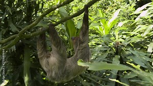 Wide side view of a sloth crawling slowly along a vine