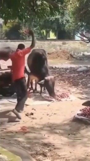 Funny Man Dancing Near a Buffalo 😂🐃 | Viral Shorts