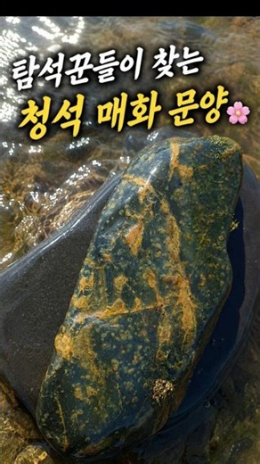 “섬진강 청석에서 발견된 진짜 매화 문양 🌸”