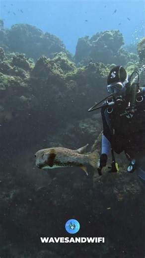 Huge Smile On this Black Divers face After Seeing a Porcupinefish