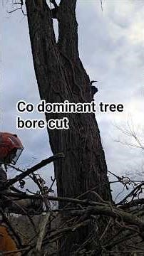 Bore cutting a hard leaning co dominant tree #tree #treeclimbing #felling #chainsaw #dangerous #work