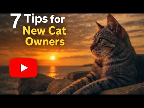 New Cat Owner Guide: 7 Things I Wish I Knew Earlier