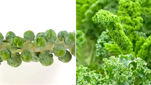 How 'Super Tasters' Have an Additional Bitterness Receptor That Others Don't Have