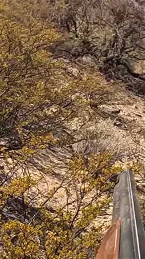 Crippled Quail Gets Dusted #arizona #upland #hunting