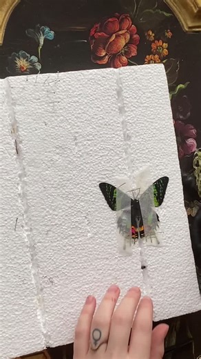 Moth or butterfly? Jk I give the answer in the video, questions?? #LiftandSnatchBrow #YouShouldKnow #butterfly #fyp #butterflypinning #acnh