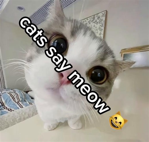 BABY BOOOO #babyboo #meme #funny #sports #footballtiktok | baby boo