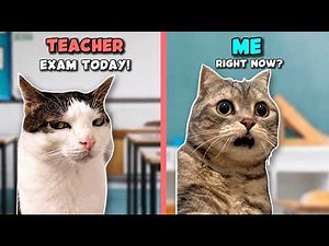 Best Cat Memes To Watch Instead of Studying 😭