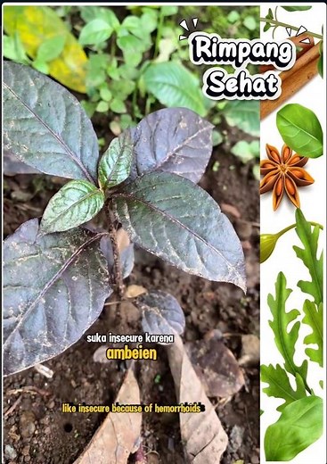 Ramuan Herbal Alami untuk Meredakan Ambeien (Wasir)