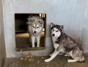 3.4K views · 147 reactions | Euthanized ON EUTHANASIA LIST, PLEASE...