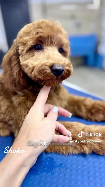 City Pet Grooming pe TikTok