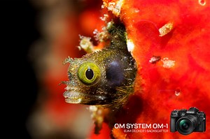 OM System OM-1 Underwater Camera Review - Underwater Photography - Backscatter