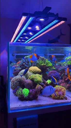 Colorful Corals in Reef Tank 🪸