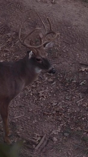 1.1K views · 4.4K reactions | Every sound you love to hear during the Fall. Heavy footsteps crunching the leaves. Then you look down and your shooter is about to step out.  : @the.raven.project #outdooredge #outdooredgeknives #whitetail #rut #deer #deerhunting #huntingwhitetails #hunting #bowhunting #bowhuntingwhitetails #huntingseason #westernwhitetail #wildlife #deerseason #deerrut #scrape #deerscrape #antler #antlers | Outdoor Edge Knives & Tools | Facebook