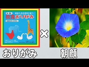 【折り紙】簡単な朝顔の折り方 かわいいあさがおの作り方 夏の折り紙 子供でも作れる難しくない作り方【おりがみ】