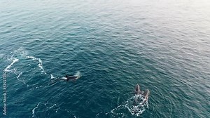 orca family swim and play baby in dark Pacific waters. Giant mammal on surface of oceanic water with beautiful mountains on background. Orca whale natural habitat. Gigantic orca showing ocean surface. Stock Video