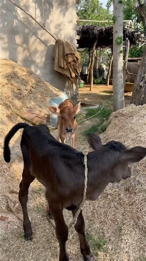 I Can't Believe This Happened! Twin Calves! 🐮 #dairyfarming #shorts