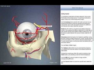 Anterior ethmoidal artery | Arteries of head and neck | 3D Human Anatomy | Organs