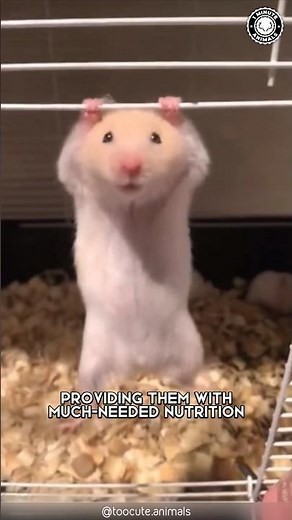 Hamsters 😭 Why They Eat Their Babies?