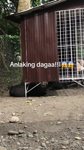 Discovering the Biggest Rat in the Philippines: Daga
