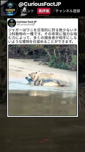 ジャガーが狙った相手は…