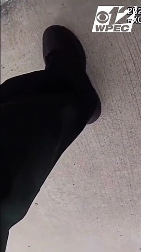 Catch me if you can! Kitten 'Dash' flees rescuers on busy Florida highway