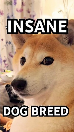 Ruby Chan (but it’s Shiba Inus) #cutenessoverload