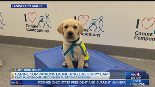 Watch NBC4's puppy on a mission on live puppy cam