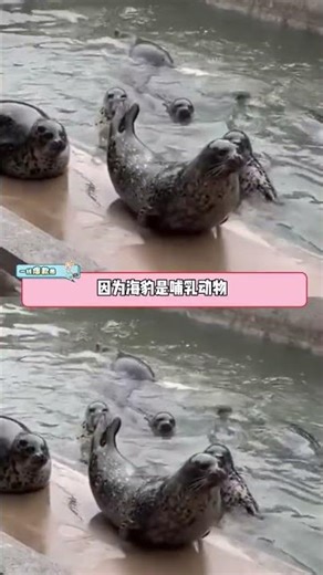 Ocean Seal Dogs: A Touch of Warmth from the DeepSealOceanNatureWildlifeAnimal Lovers