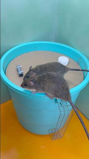 I Tested a Simple DIY Mouse Trap Made From a Bucket! #rat