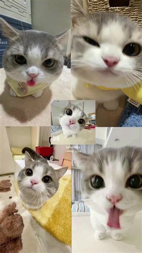 #CapCut #cute #viral #catlovers #all #fyp #fyp #song #lyrics #cutecats #cute #cats #lovers #all #viral