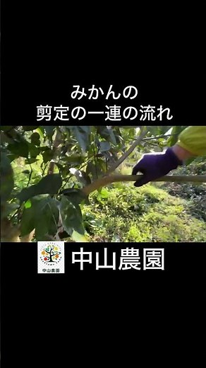 みかんの剪定ダイジェスト#農業 #みかん #shorts #家庭菜園 #剪定 #ガーデニング